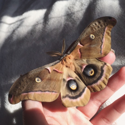 {ANTHERAEA POLYPHEMOUS}Photos of some of the Polyphemous moths I’ve raised! I love the subtle bits o