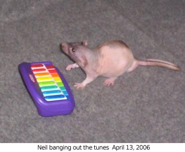 jasper-rolls:  its past midnight in england which means its 4/13/2016 4/13/2016 is a very special day because its the 10 year anniversary of neil banging out the tunes thank you neil for banging out the tunes 