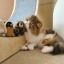 karxuou