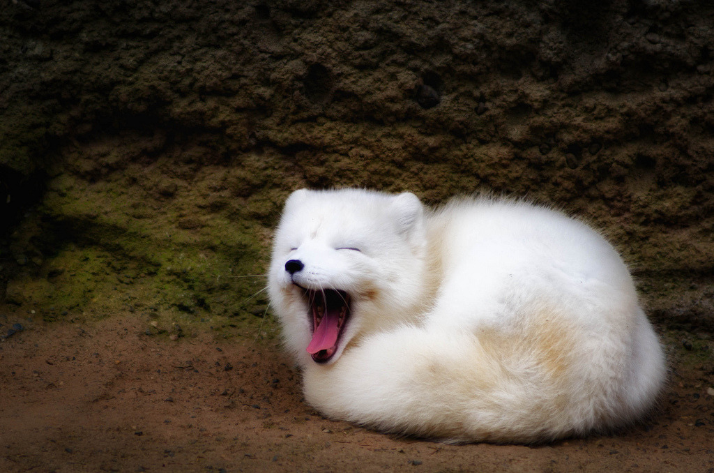 unicornery:   	Daily Photo #155 – March 11th 2011 – Sleepy Time by William Doran