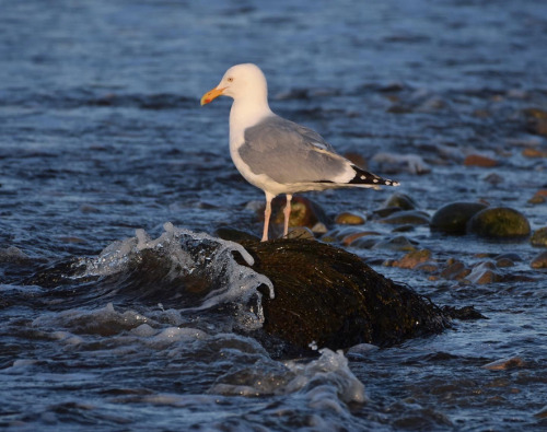 Herring Gull (Larus argentatus)