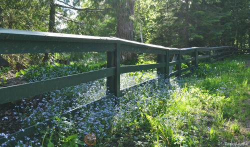mackinac island, michigan