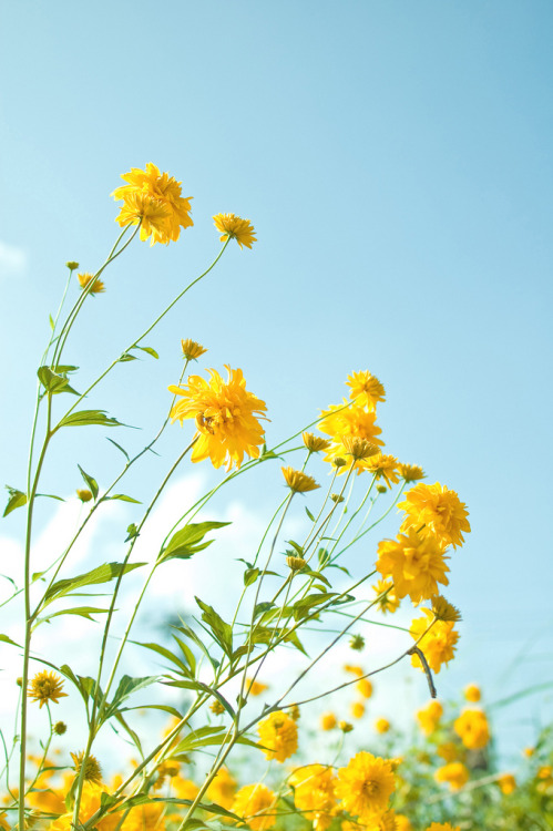 drxgonfly - Yellow flowers 1 (by chizu_ko)