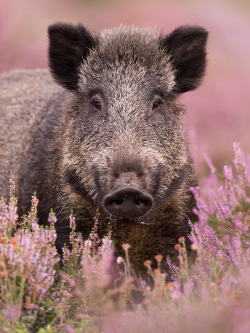 deoxify:  My feminine side by Edwin Kats