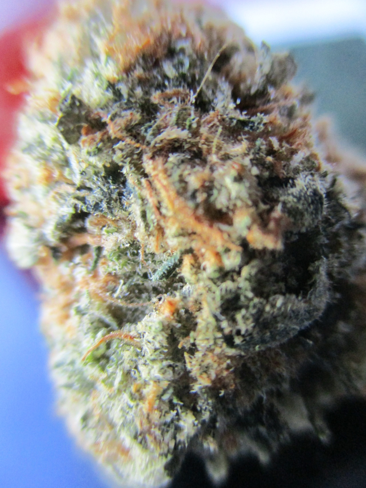 chloechronic:  Orange Cookies 🍊🍪 