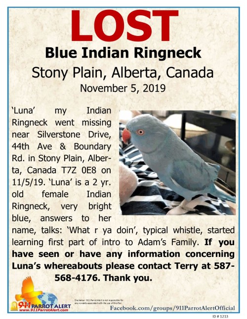 LOST - BLUE INDIAN RINGNECK, 11/5/19, ‘Luna’, Silverstone Drive, 44th St & Boundary 