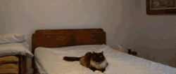 gif-giz:  http://gifini.com/  *can&rsquo;t stop giggling*