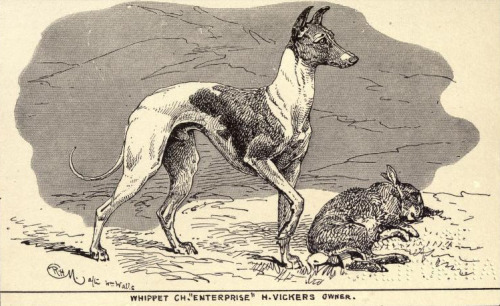 heaveninawildflower: Illustrations of Hounds ( Greyhound, Whippet, Borzoi, Deerhound, Irish Wolfhoun