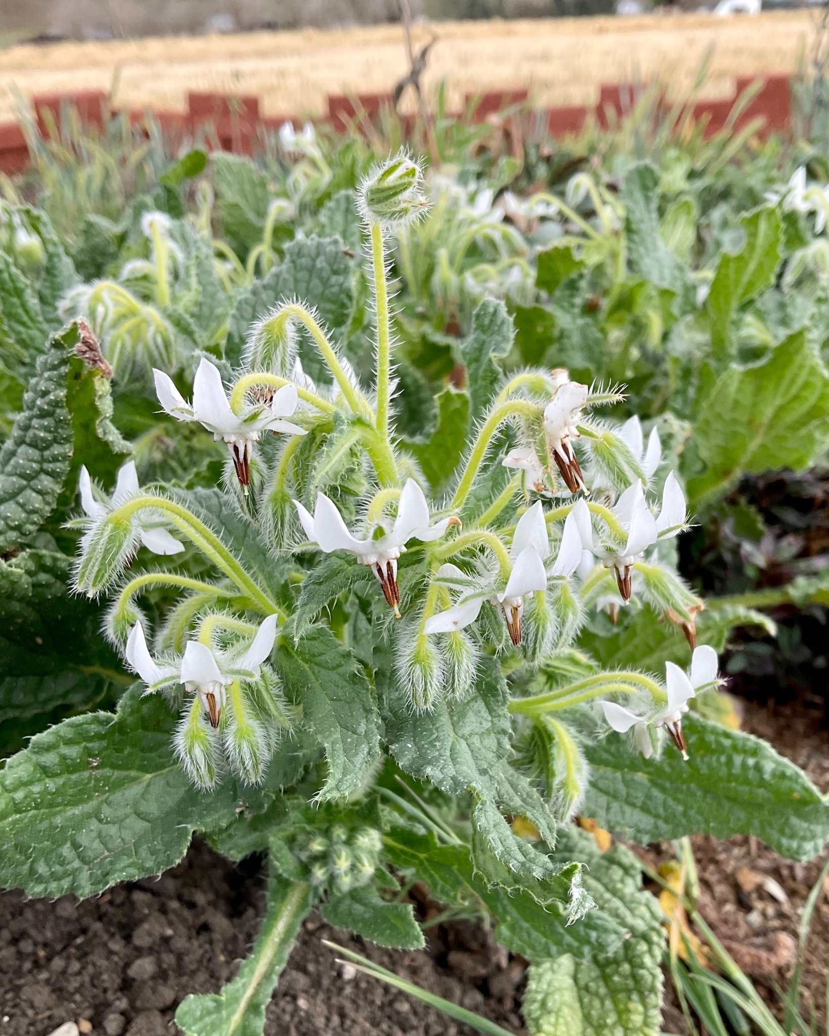 A clump of densely packed borage, which has roughly textured green leaves and small, inverted star flowers that are normally blue but are white on this plant.