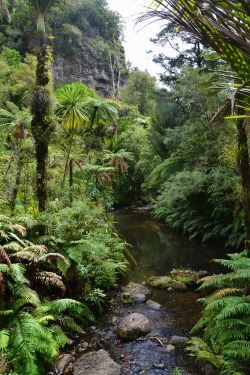 java-jungle:  Let nature heal you 🌿