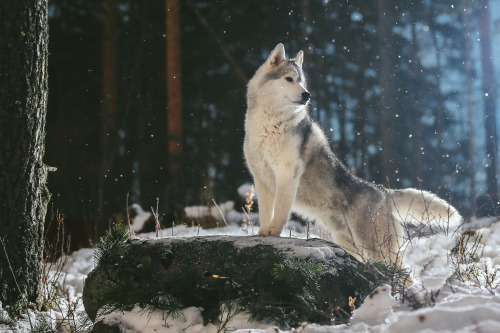 expressions-of-nature:  by Andrei Yershov 