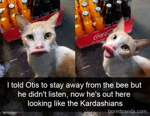 babyanimalgifs: Hilarious Cat Snapchats That Will Leave You With The Biggest Smile.  Follow @an