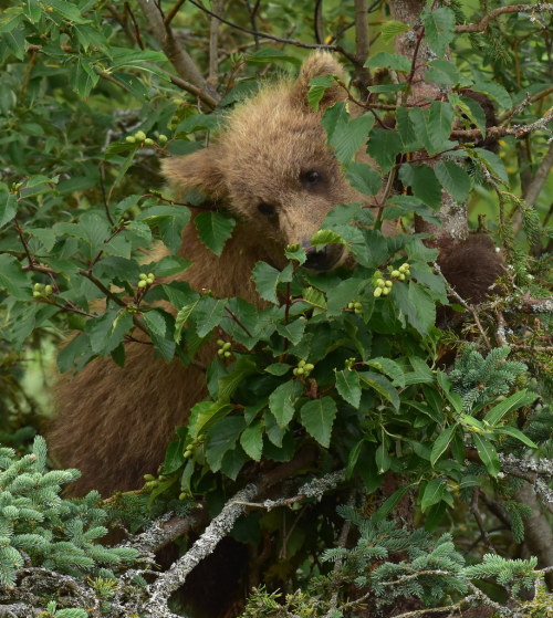 “I’m frightened!” by delphinusorca A brown bear cub, who scurried up a tree when a