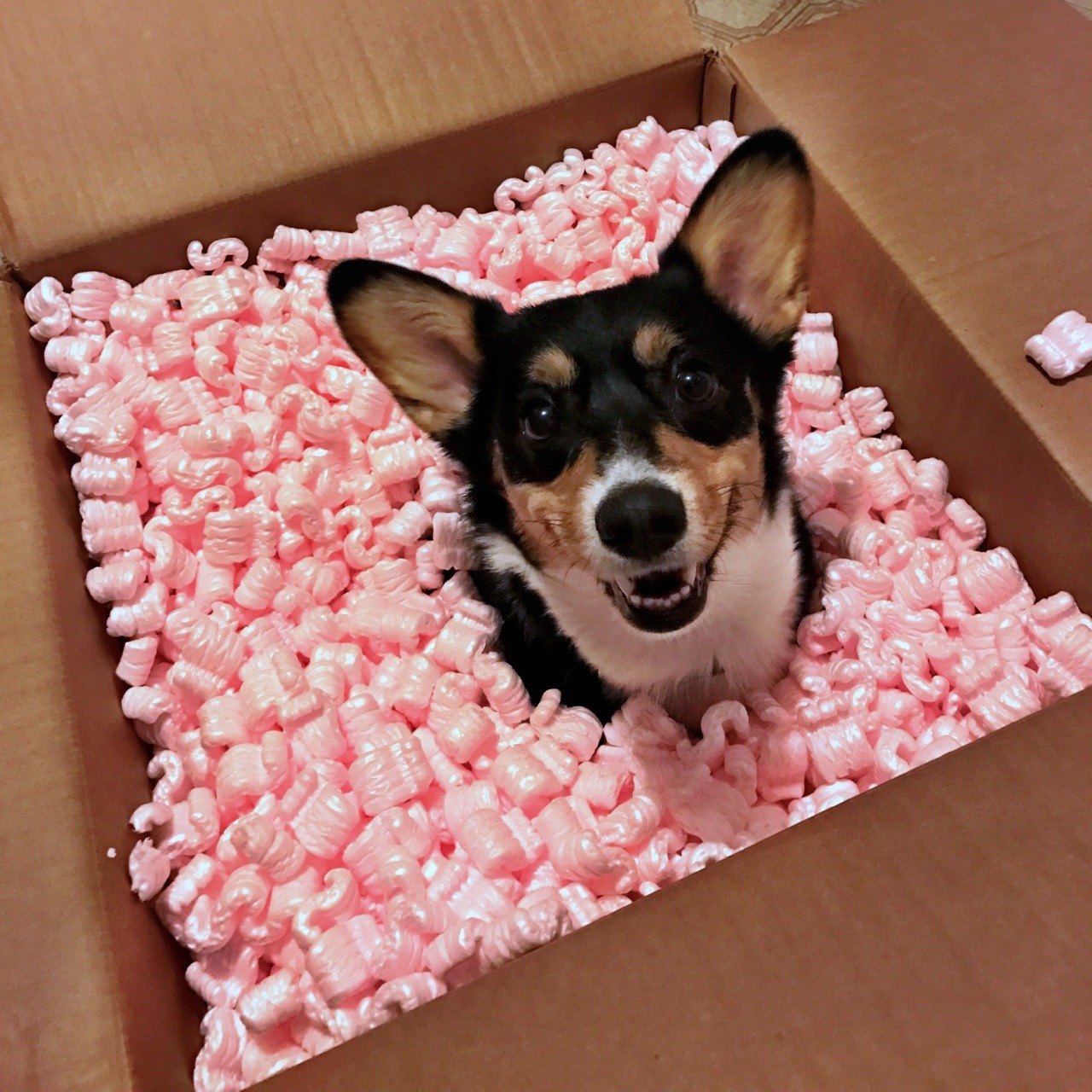 indigothecorgi:  Corg in a box (and other related containers)