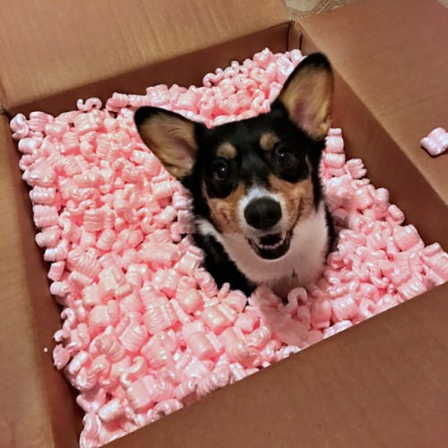 indigothecorgi:  Corg in a box (and other related containers)