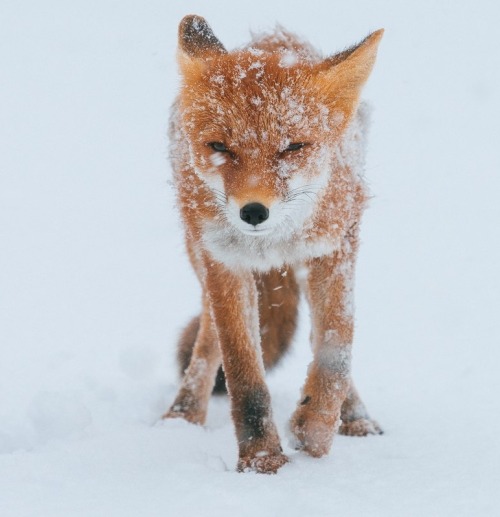 princeskeletal: beautiful-wildlife:Snow Fox by Ivan Kislov@spartalabouche @dogspine