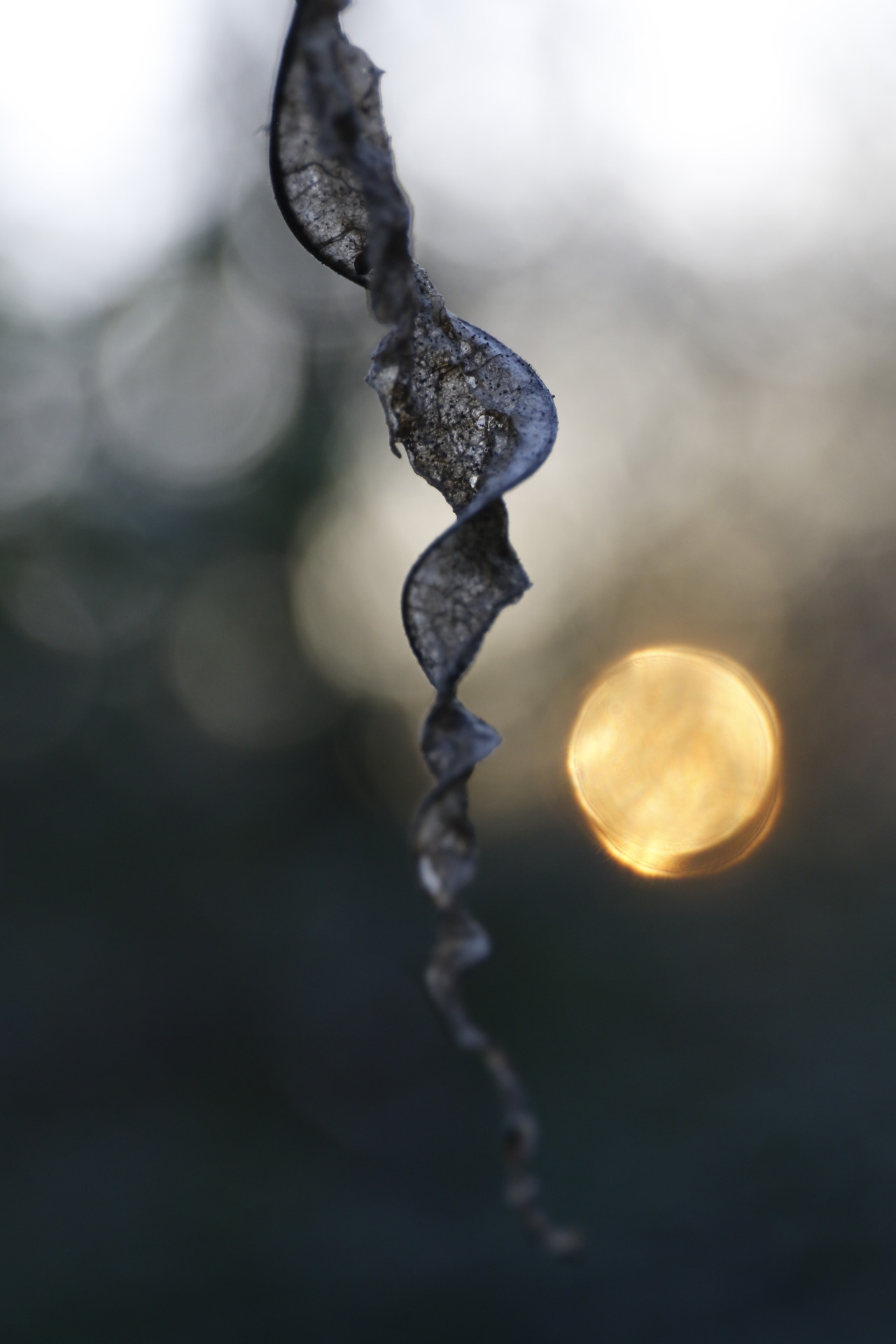 laurabfernandez: Natural depth of field ©2016laurabfernádez 