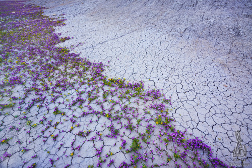 itscolossal:  Good Badlands: Dry Terrain of the American West Captured in a Brief Moment of Color by Guy Tal