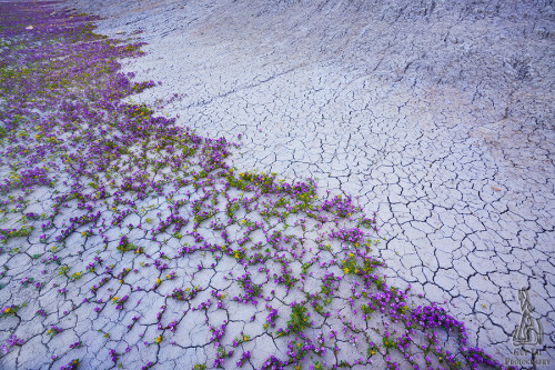 watershedplus:  On rare years when the conditions are right in the arid landscape of the Badlands, i