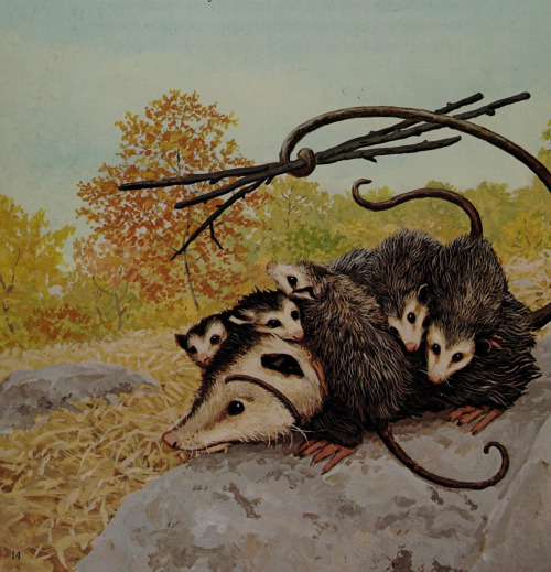antiqueanimals:From Wonderful Wild Animals by Simone Zapun, illustrated by Greg and Tim Hildebrandt 