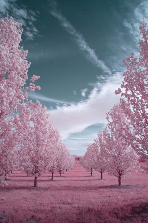 Row of Cherry Blossoms, shot in Infrared [3036x4554] {OC} via /r/EarthPorn https://ift.tt/3EEq2Bp