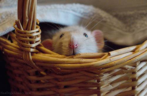 healingwhiskers:“Peek-a-boo!” -Oliver