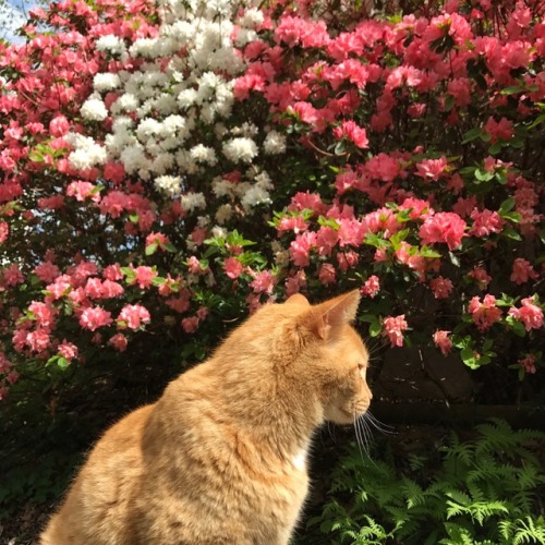 icarus-thesun-thesea: My cat is model.