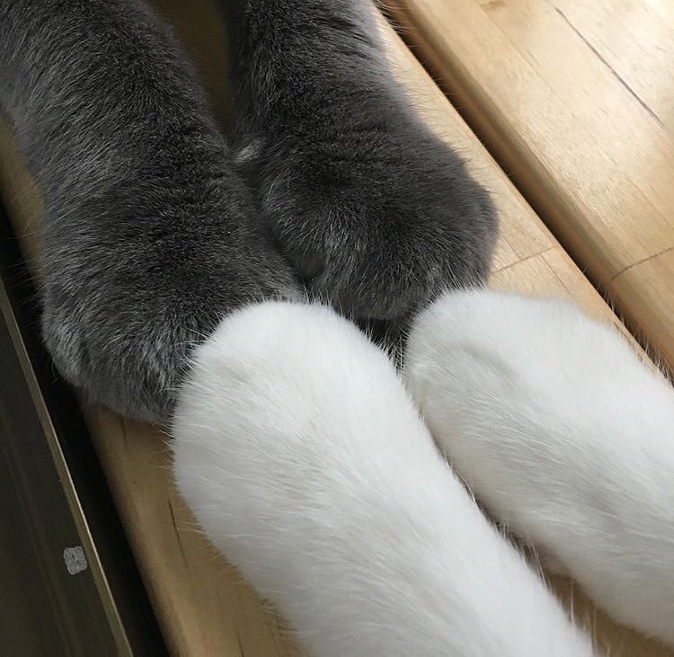 Cat Posts