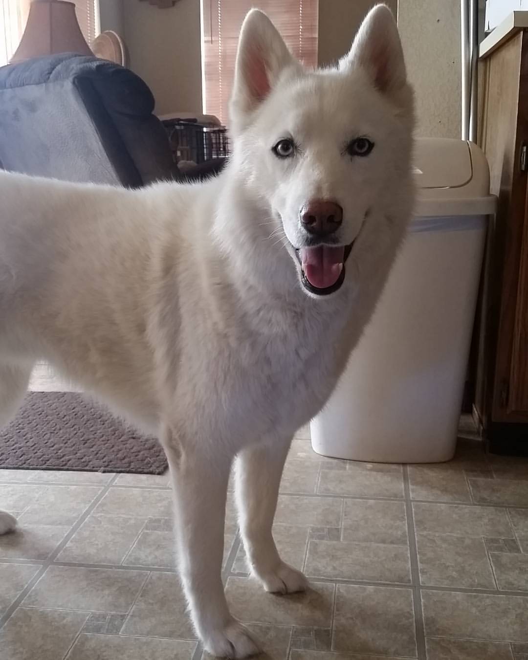 6woofs:  My heart ♥  #husky #siberianhusky #whitehusky