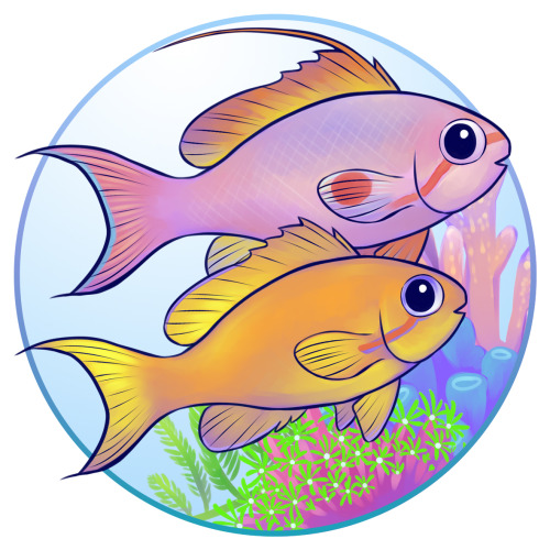 Tomato Clownfish (Amphiprion Frenatus)Banggai Cardinalfish (Pterapogon Kauderni)Fire Fish (Nemateleo
