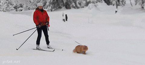 tastefullyoffensive:Cat Goes on Skiing Adventure with His Human