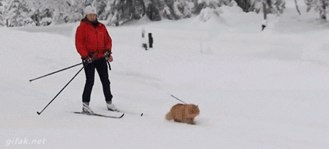 recklesslyinfatuated:  x-heesy:  MeoW? 🎿   Training for the well known  Iditarod
