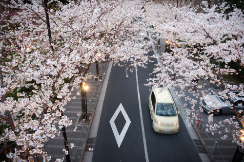 yuikki: Downtown sakura by Wunkai