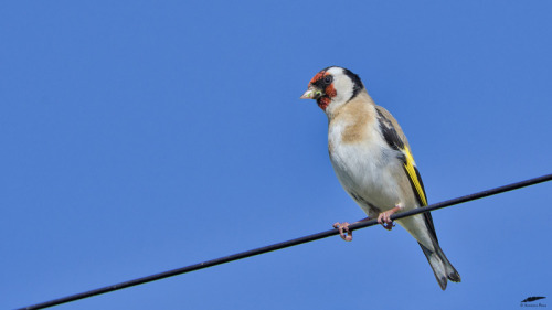 Goldfinch - Pintassilgo (Carduelis carduelis)Figueira de Castelo Rodrigo/Portugal (17/05/2022)[Nikon