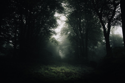 ardley:Forests of the United KingdomPhotographed by Freddie Ardley | website | instagram