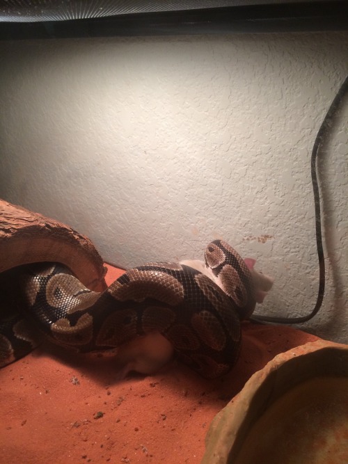 queenanuka:A few nights ago I fed my ball python, Thor, before I put him into hibernation for the wi