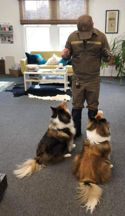 ups-dogs: UPS Matt and two of his biggest fans, Teddy and Skippy. They hear his truck coming and go 