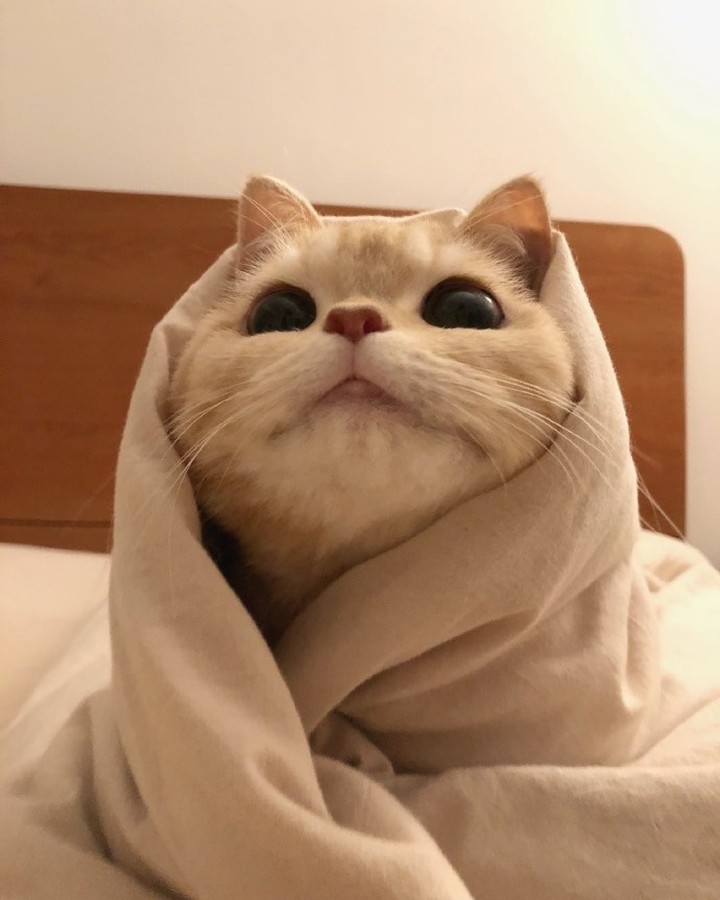 Purrito
-
@meowed #cat...