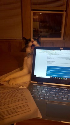 catsuggest:STOP STUDY PAYE TENTION TO ME