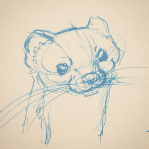 Little stoat sketch - I think it’s really difficult to capture the subtle details of their faces and