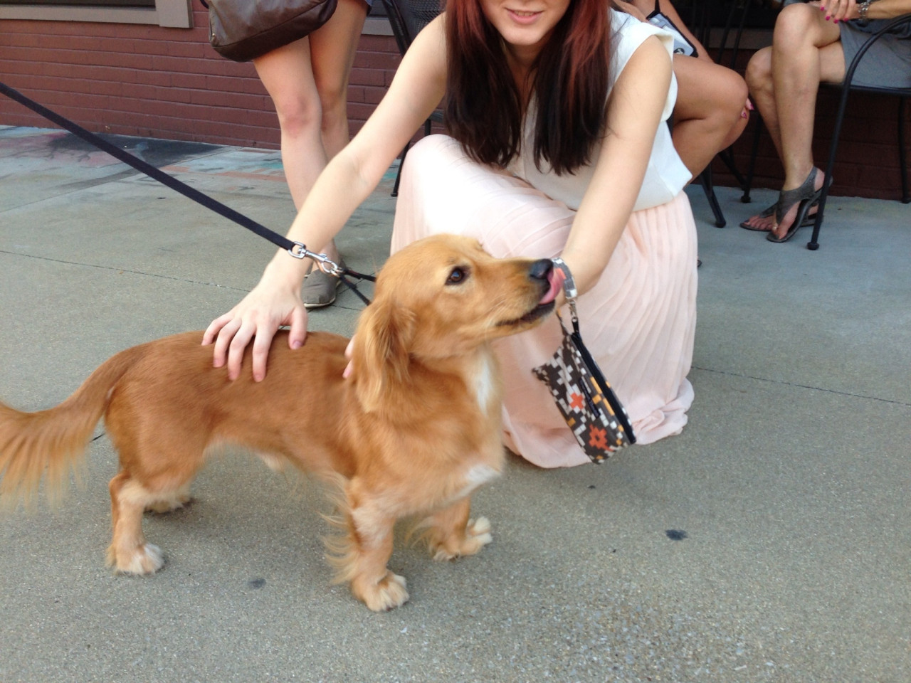 dogwithhat:  a-s-h:  A Golden Dachshund   I didn’t know this was something I wanted