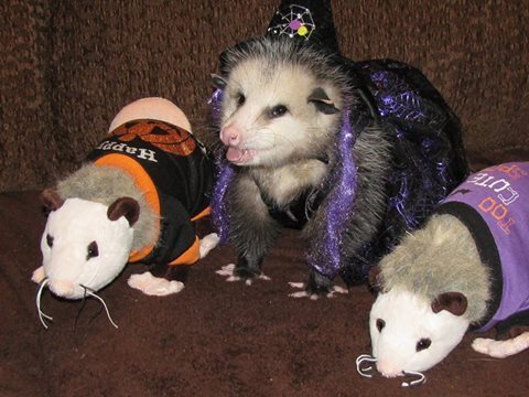 baylaurels:opossummypossum:Athena is in the Halloween spirit.@warboy-dingus