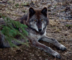 wolveswolves:Yukon wolf (Canis lupus pambasileus)Source