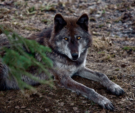 Porn Pics wolveswolves:Yukon wolf (Canis lupus pambasileus)Source