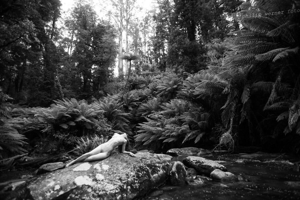 philipwernerfoto:  Doe by Philip Werner Triplet Falls. The Otways, off the Great