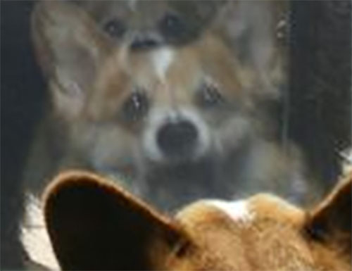 thefrogman:  When a corgi is frightened, their soul briefly exits their body.  [source] 