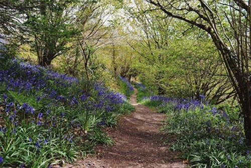 sunfl0wer-spirit:The best three weeks of the year is definitely when there’s wild bluebells ev