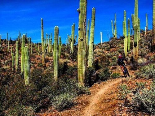 Sweetwater Preserve, Tucson, Arizona. . Sweetwater Preserve is home to a veritable forest of massive