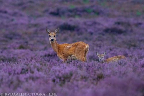te5seract:  Lovely shot!!!!, Before sunrise!!! & Roe Deer (Capreolus capreolus) by Remco van Daa
