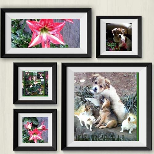 <p>The Ciaoumah Art<br/>
#ciaoumah #google #http #puppies #puppy #dog #dogs #wildflowers #photos</p>